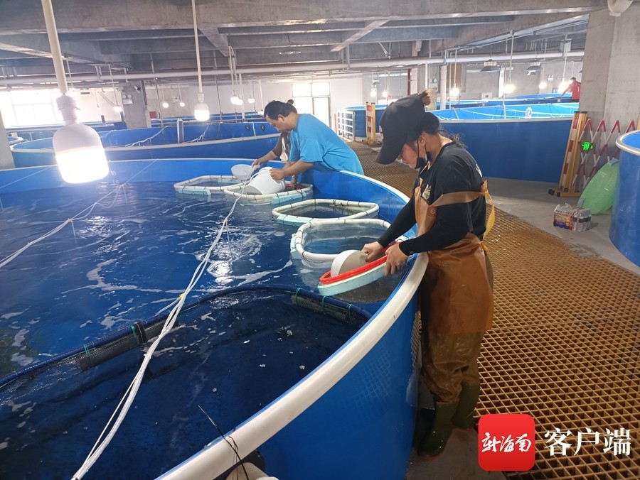 石斑鱼孵化技术革新，时代进步助力海洋繁荣的见证者