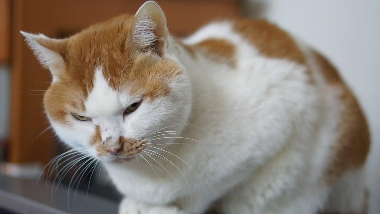 时代背景下的萌宠风潮，最新猫咪视频集结